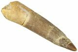 Fossil Plesiosaur (Zarafasaura) Tooth - Morocco #296384-1